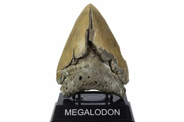 Bargain, Fossil Megalodon Tooth - North Carolina #346329